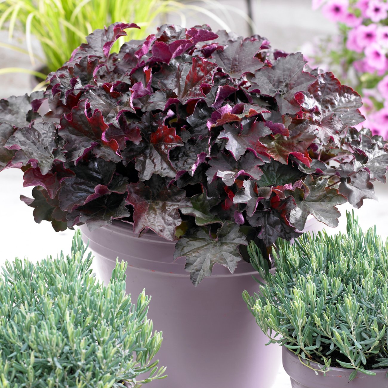 Obrázok Heuchera hybridná (Heuchera Hybrida) ´PALACE PURPLE´ - kont. P9
